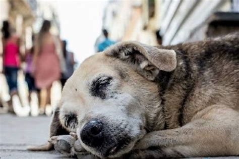 en.perdos|perros en situacion de calle.
